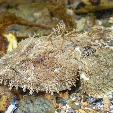 Rana pescatrice