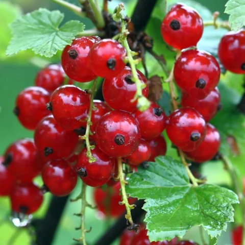 Ribes