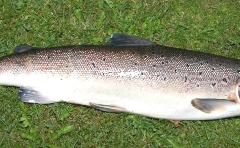 Salmone