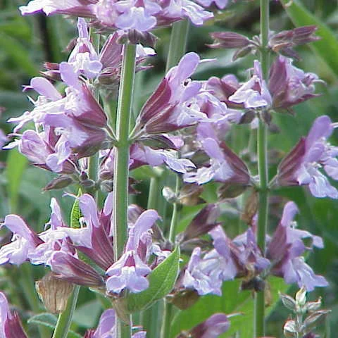 Salvia