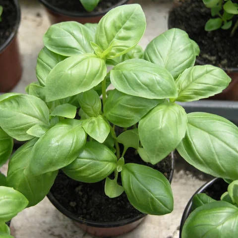 Basilico Genovese