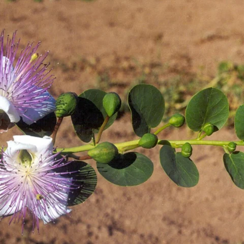 Cappero di Pantelleria