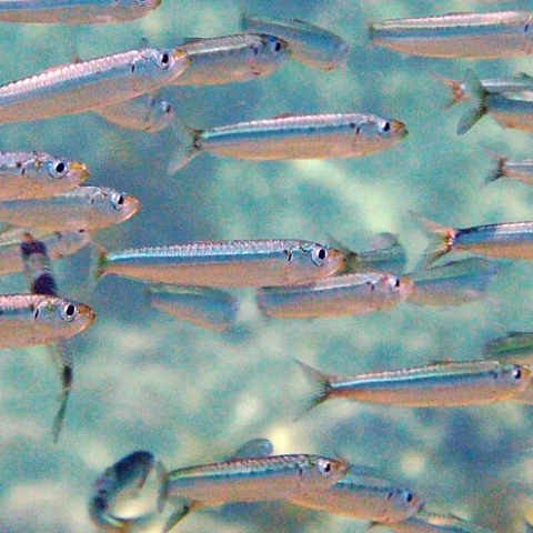 Sarde