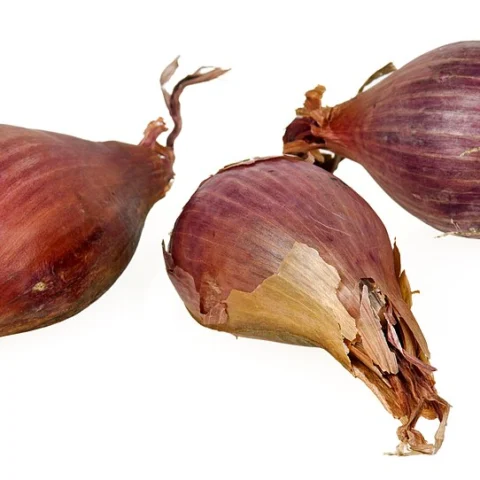 Scalogno