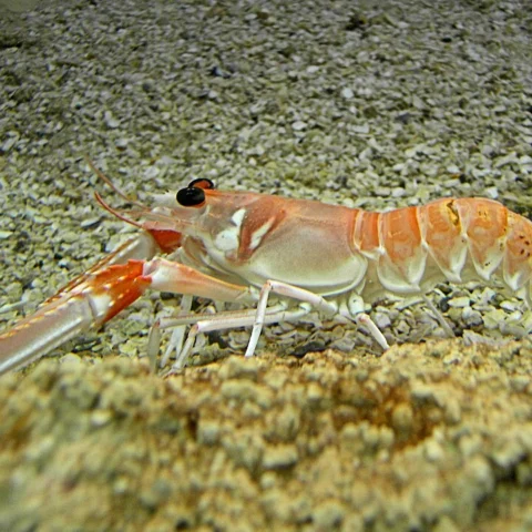 Scampi