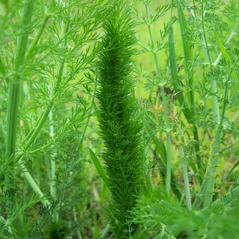 Semi di finocchio