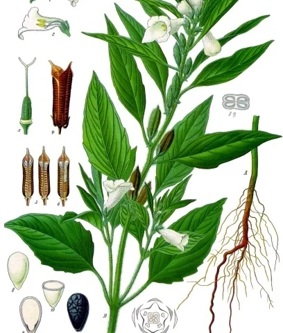 Sesamo