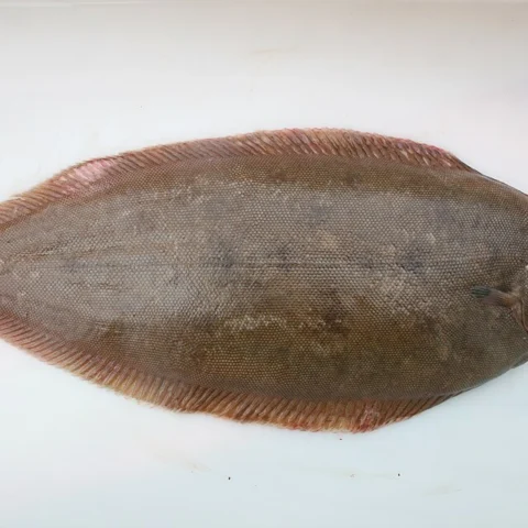 Sogliola