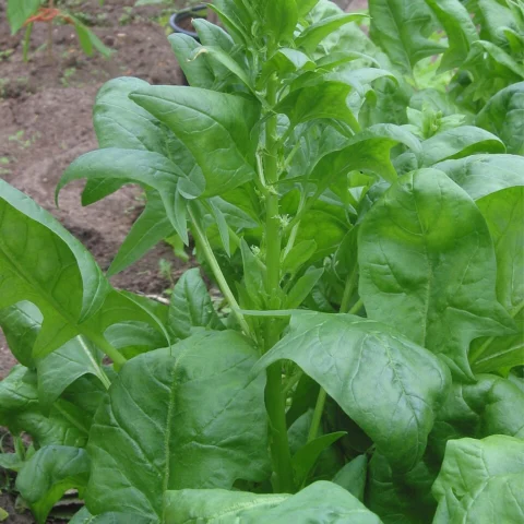 Spinaci