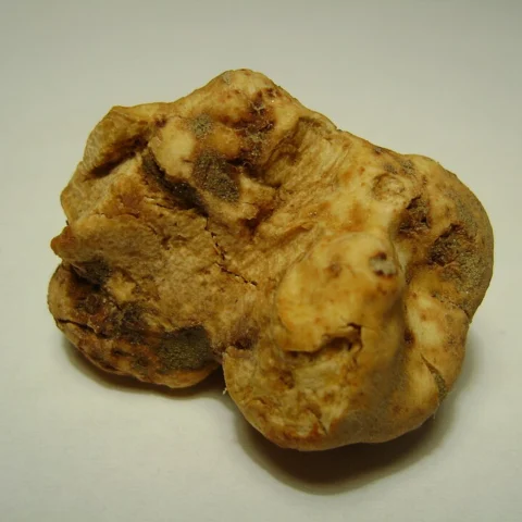 Tartufo