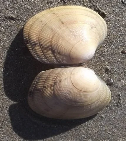 Vongole