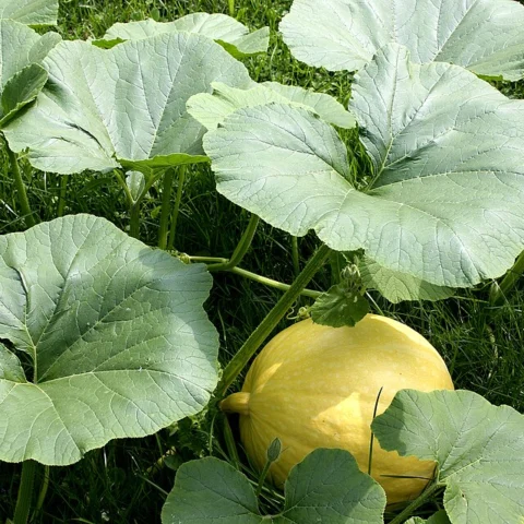 Zucca