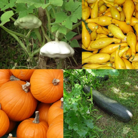 Zucchine